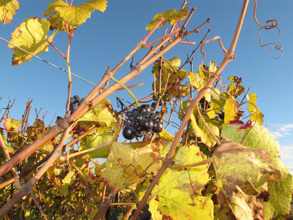 Le Richebourg - Charmant T2 Cosy, Tout Confort Gevrey-Chambertin Kültér fotó