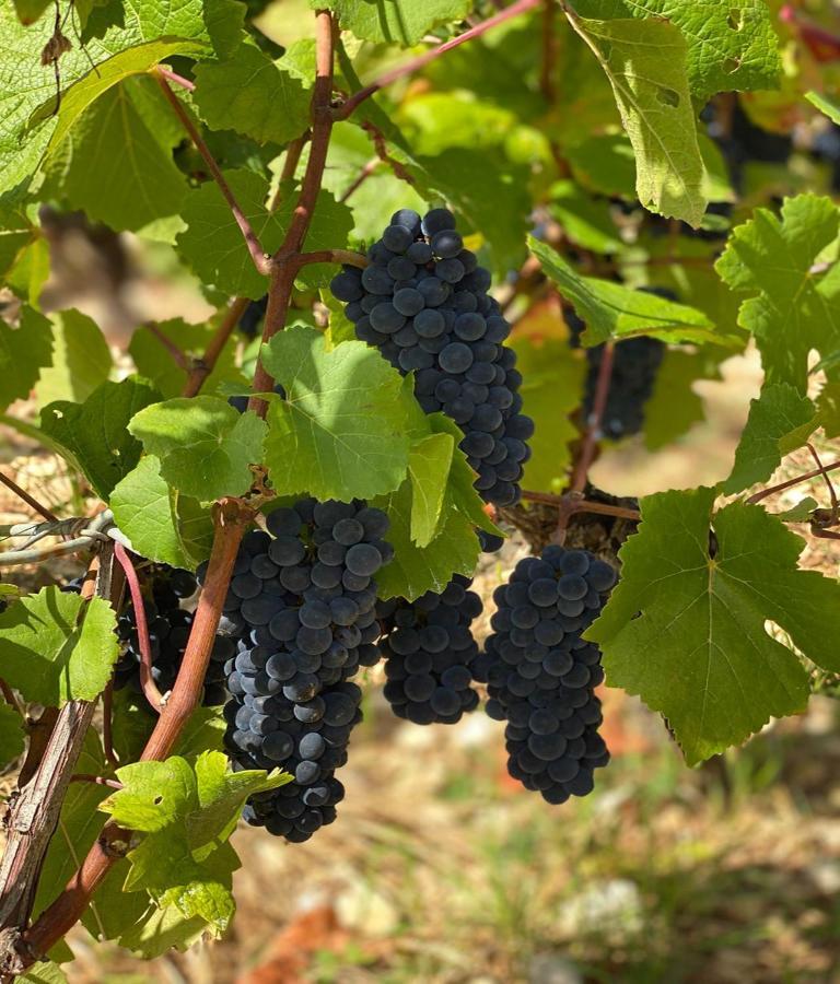 Le Richebourg - Charmant T2 Cosy, Tout Confort Gevrey-Chambertin Kültér fotó